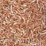 Tropical Gammarus - Imagem 3